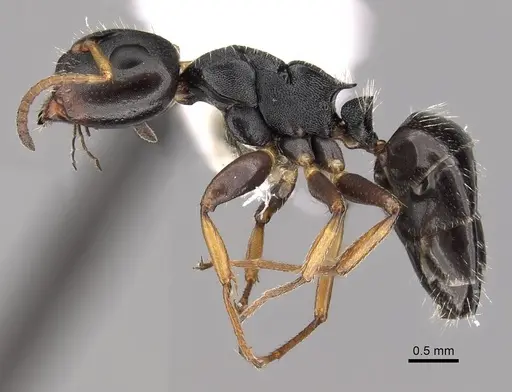 Camponotus sanctaefidei specimen CASENT0280156 image casent0280156_3