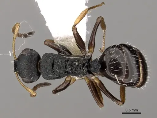 Camponotus sanctaefidei specimen CASENT0280157 image casent0280157_1