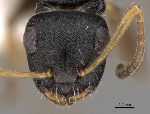 Camponotus sanctaefidei specimen CASENT0280157 image casent0280157_2