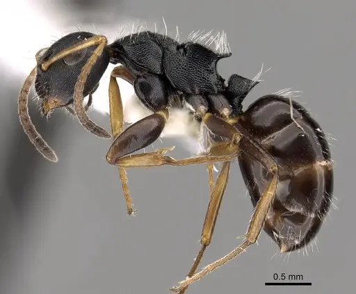 Camponotus sanctaefidei specimen CASENT0280157 image casent0280157_3