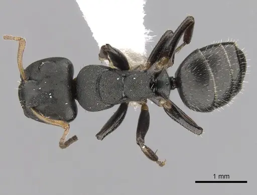 Camponotus sanctaefidei specimen CASENT0280158 image casent0280158_1