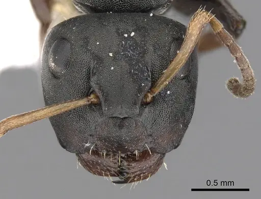 Camponotus sanctaefidei specimen CASENT0280158 image casent0280158_2