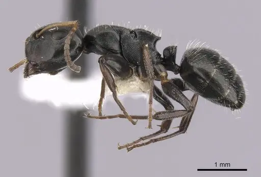 Camponotus sanctaefidei specimen CASENT0280158 image casent0280158_3