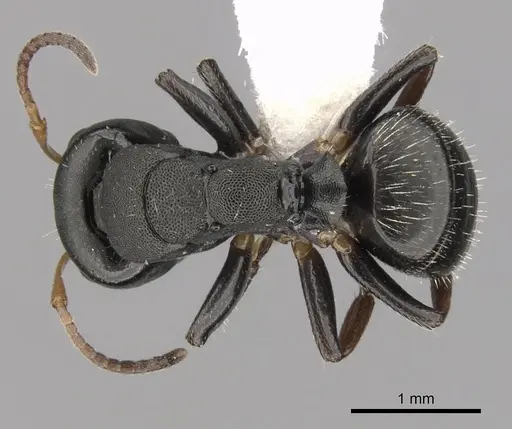 Camponotus sanctaefidei specimen CASENT0280159 image casent0280159_1