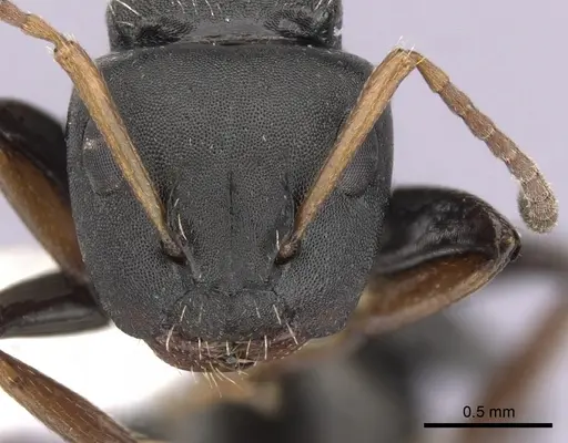Camponotus sanctaefidei specimen CASENT0280159 image casent0280159_2