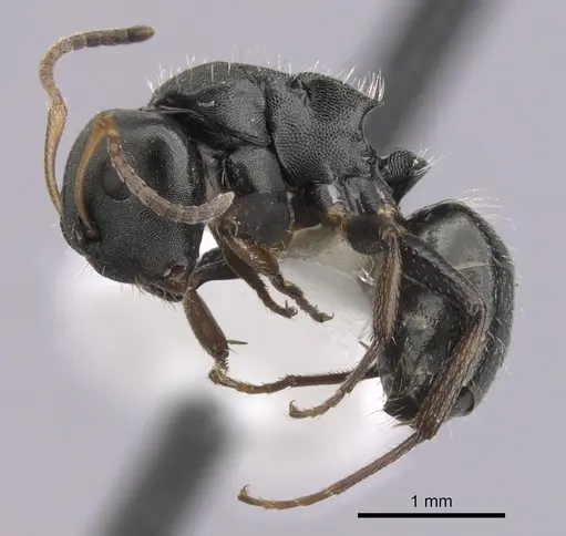 Camponotus sanctaefidei specimen CASENT0280159 image casent0280159_3
