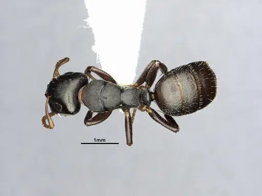 Camponotus sanctaefidei specimen CASENT4032247 image casent4032247_1