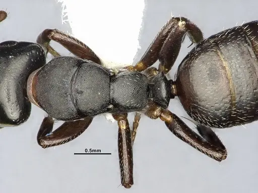 Camponotus sanctaefidei specimen CASENT4032247 image casent4032247_2