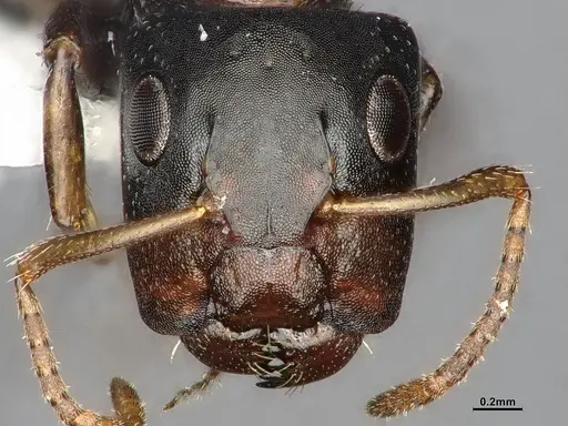 Camponotus sanctaefidei specimen CASENT4032247 image casent4032247_3