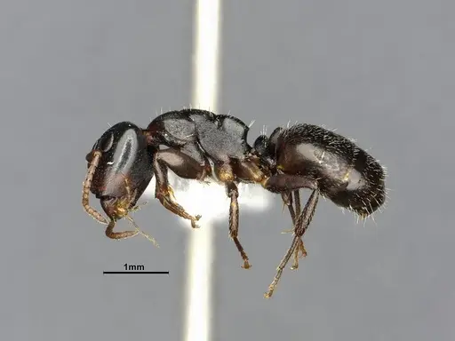 Camponotus sanctaefidei specimen CASENT4032247 image casent4032247_4