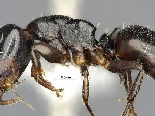 Camponotus sanctaefidei specimen CASENT4032247 image casent4032247_5