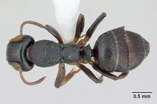 Camponotus sanctaefidei specimen INBIOCRI002280732 image inbiocri002280732_1