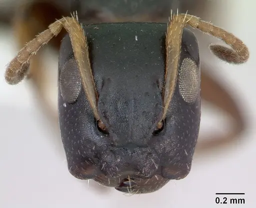 Camponotus sanctaefidei specimen INBIOCRI002280732 image inbiocri002280732_2