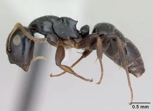 Camponotus sanctaefidei specimen INBIOCRI002280732 image inbiocri002280732_3