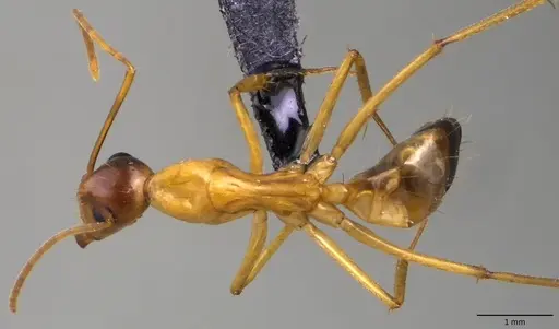 Camponotus sanctus specimen ANTWEB1060121 image antweb1060121_1