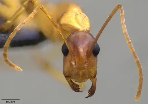 Camponotus sanctus specimen ANTWEB1060121 image antweb1060121_2