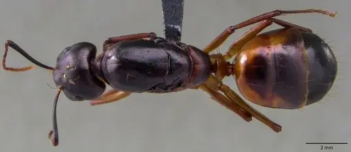 Camponotus sanctus specimen ANTWEB1060122 image antweb1060122_1