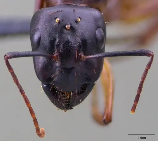 Camponotus sanctus specimen ANTWEB1060122 image antweb1060122_2