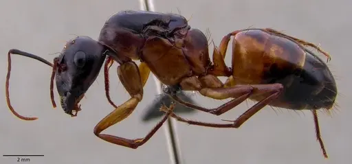 Camponotus sanctus specimen ANTWEB1060122 image antweb1060122_3