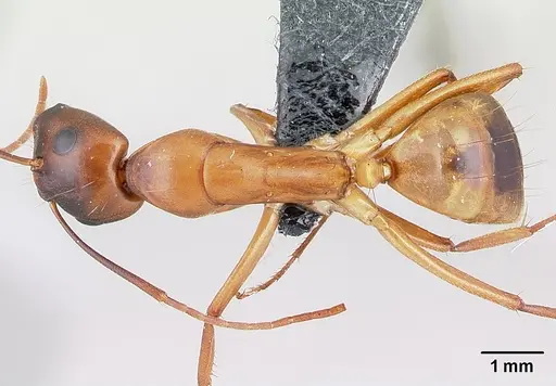 Camponotus sanctus specimen CASENT0179882 image casent0179882_1