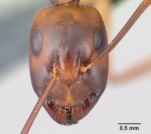 Camponotus sanctus specimen CASENT0179882 image casent0179882_2