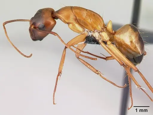Camponotus sanctus specimen CASENT0179882 image casent0179882_3