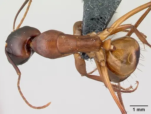 Camponotus sanctus specimen CASENT0179883 image casent0179883_1