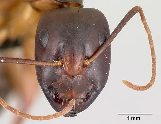 Camponotus sanctus specimen CASENT0179883 image casent0179883_2