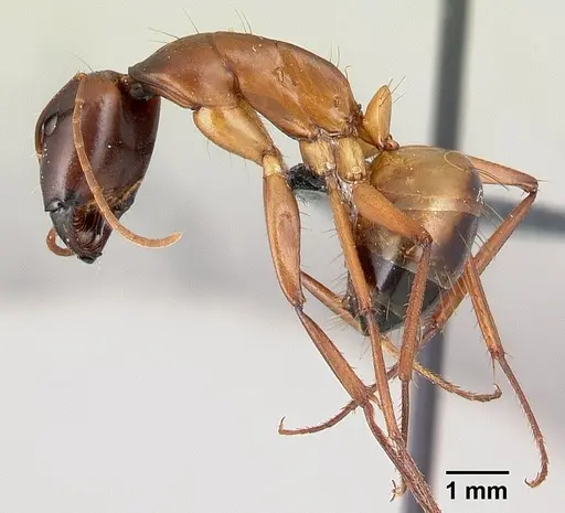 Camponotus sanctus specimen CASENT0179883 image casent0179883_3