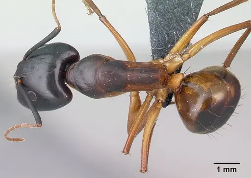 Camponotus sanctus specimen CASENT0179884 image casent0179884_1