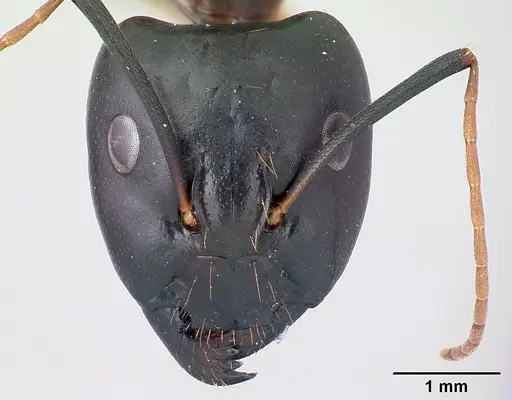 Camponotus sanctus specimen CASENT0179884 image casent0179884_2