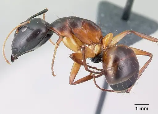 Camponotus sanctus specimen CASENT0179884 image casent0179884_3