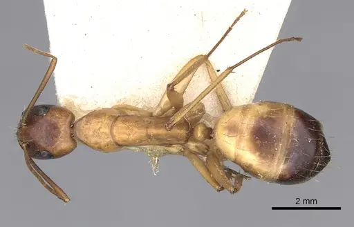 Camponotus sanctus specimen CASENT0249626 image casent0249626_1