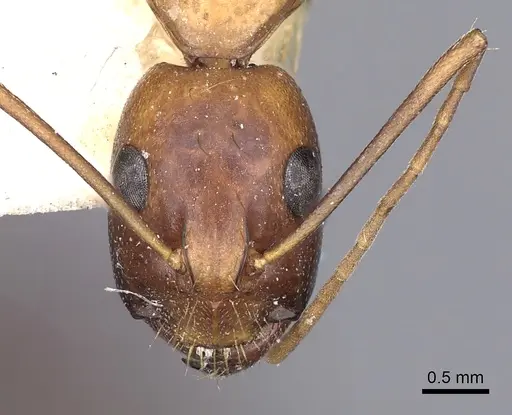 Camponotus sanctus specimen CASENT0249626 image casent0249626_2