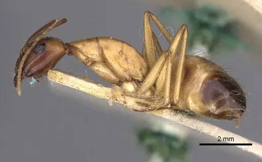 Camponotus sanctus specimen CASENT0249626 image casent0249626_3
