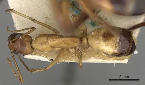 Camponotus sanctus specimen CASENT0249627 image casent0249627_1