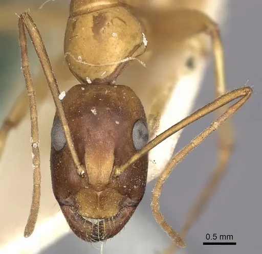 Camponotus sanctus specimen CASENT0249627 image casent0249627_2