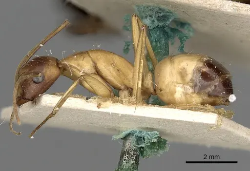 Camponotus sanctus specimen CASENT0249627 image casent0249627_3