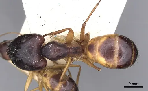 Camponotus sanctus specimen CASENT0249879 image casent0249879_1