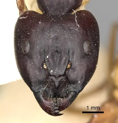 Camponotus sanctus specimen CASENT0249879 image casent0249879_2