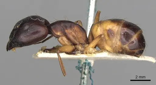 Camponotus sanctus specimen CASENT0249879 image casent0249879_3