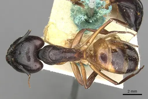 Camponotus sanctus specimen CASENT0249880 image casent0249880_1