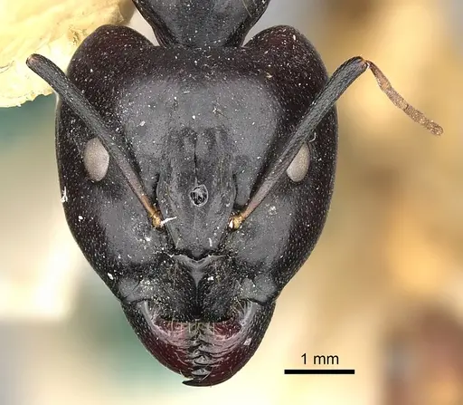 Camponotus sanctus specimen CASENT0249880 image casent0249880_2