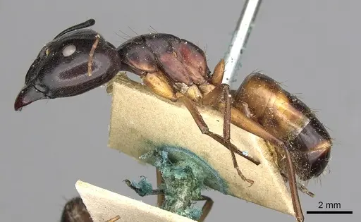 Camponotus sanctus specimen CASENT0249880 image casent0249880_3