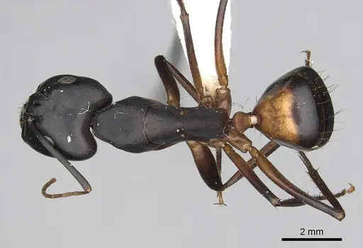 Camponotus sanctus specimen CASENT0249996 image casent0249996_1
