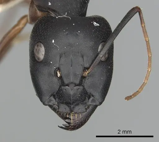 Camponotus sanctus specimen CASENT0249996 image casent0249996_2
