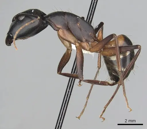 Camponotus sanctus specimen CASENT0249996 image casent0249996_3