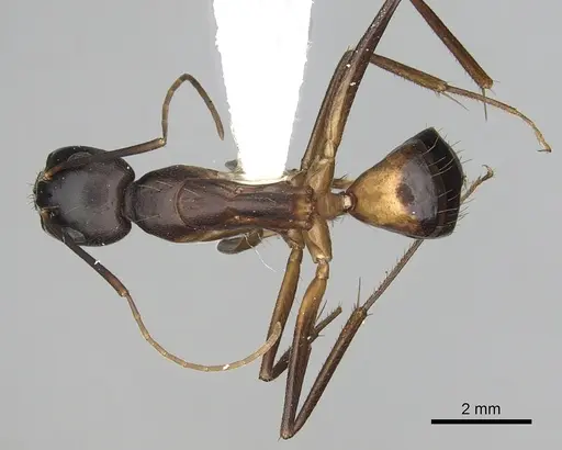 Camponotus sanctus specimen CASENT0249997 image casent0249997_1