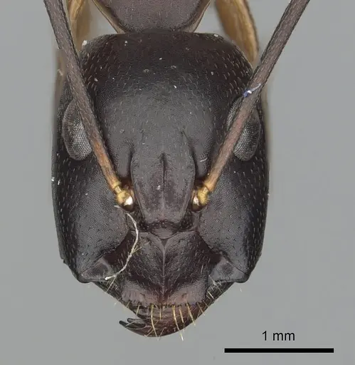 Camponotus sanctus specimen CASENT0249997 image casent0249997_2