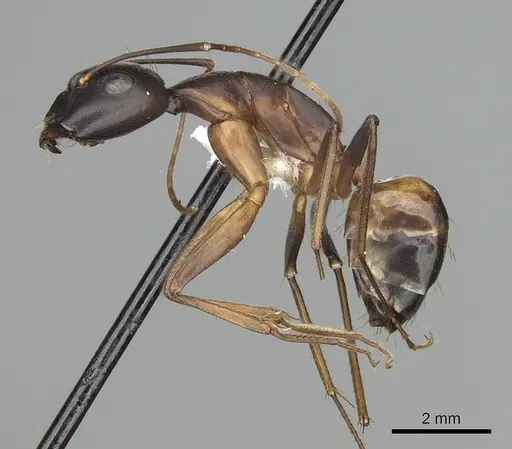 Camponotus sanctus specimen CASENT0249997 image casent0249997_3